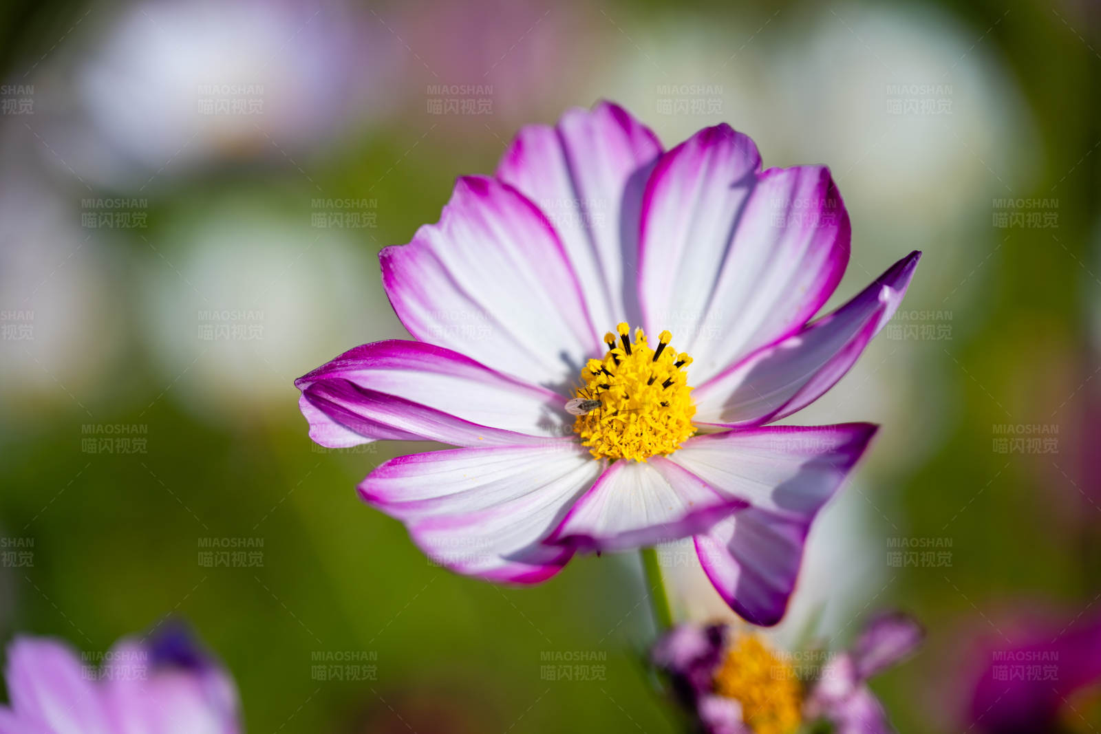 紫色边缘的白色花朵图片