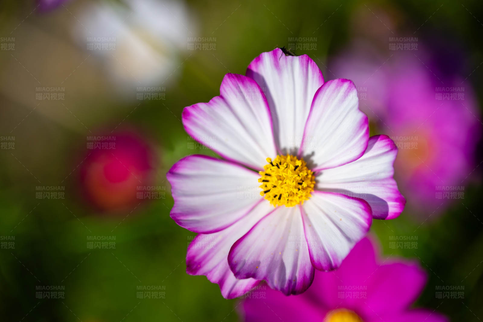 粉色边缘的白色花朵图片