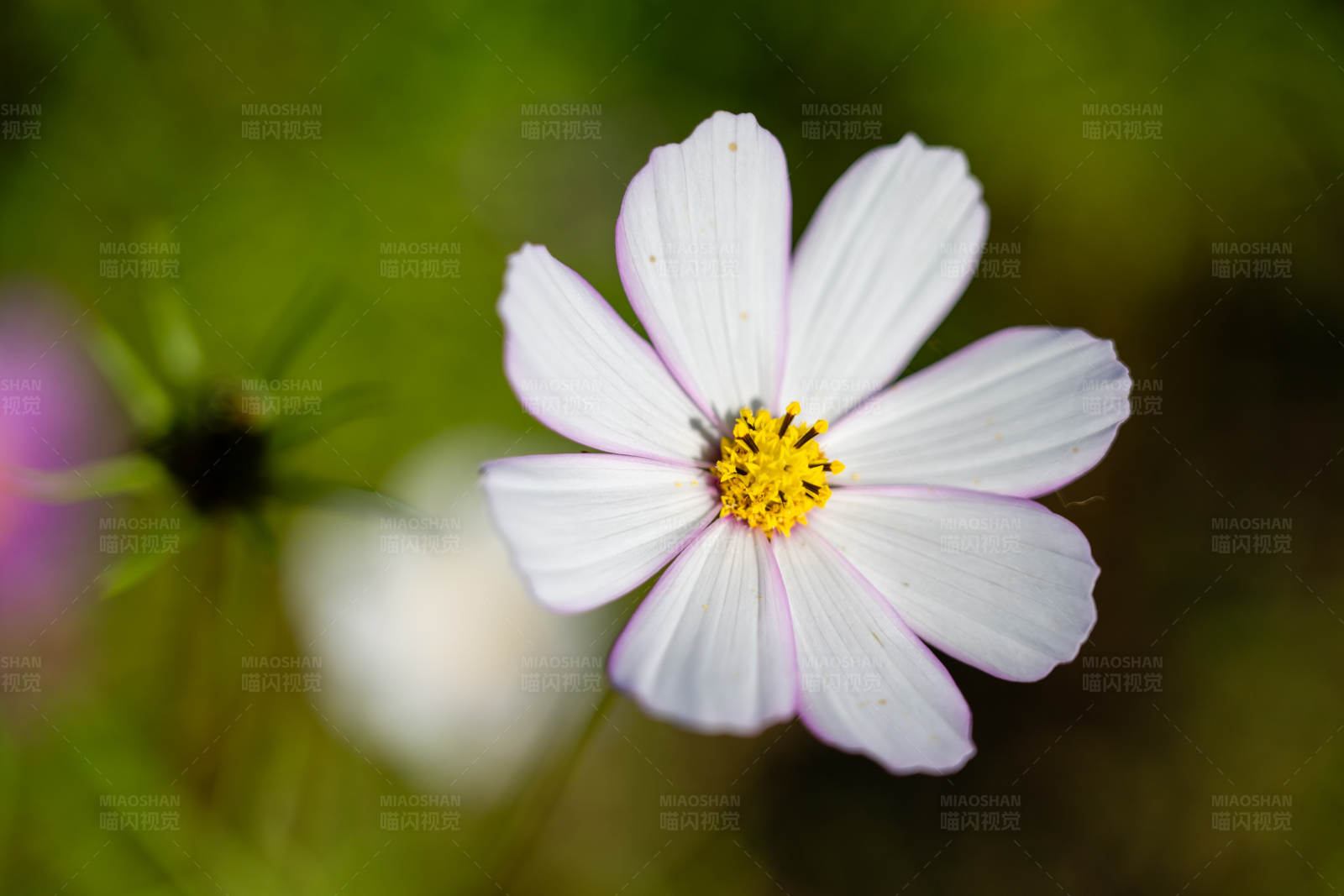 白色花朵特写图片