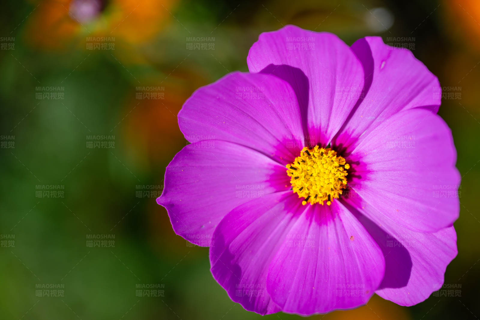 紫色花朵特写图片