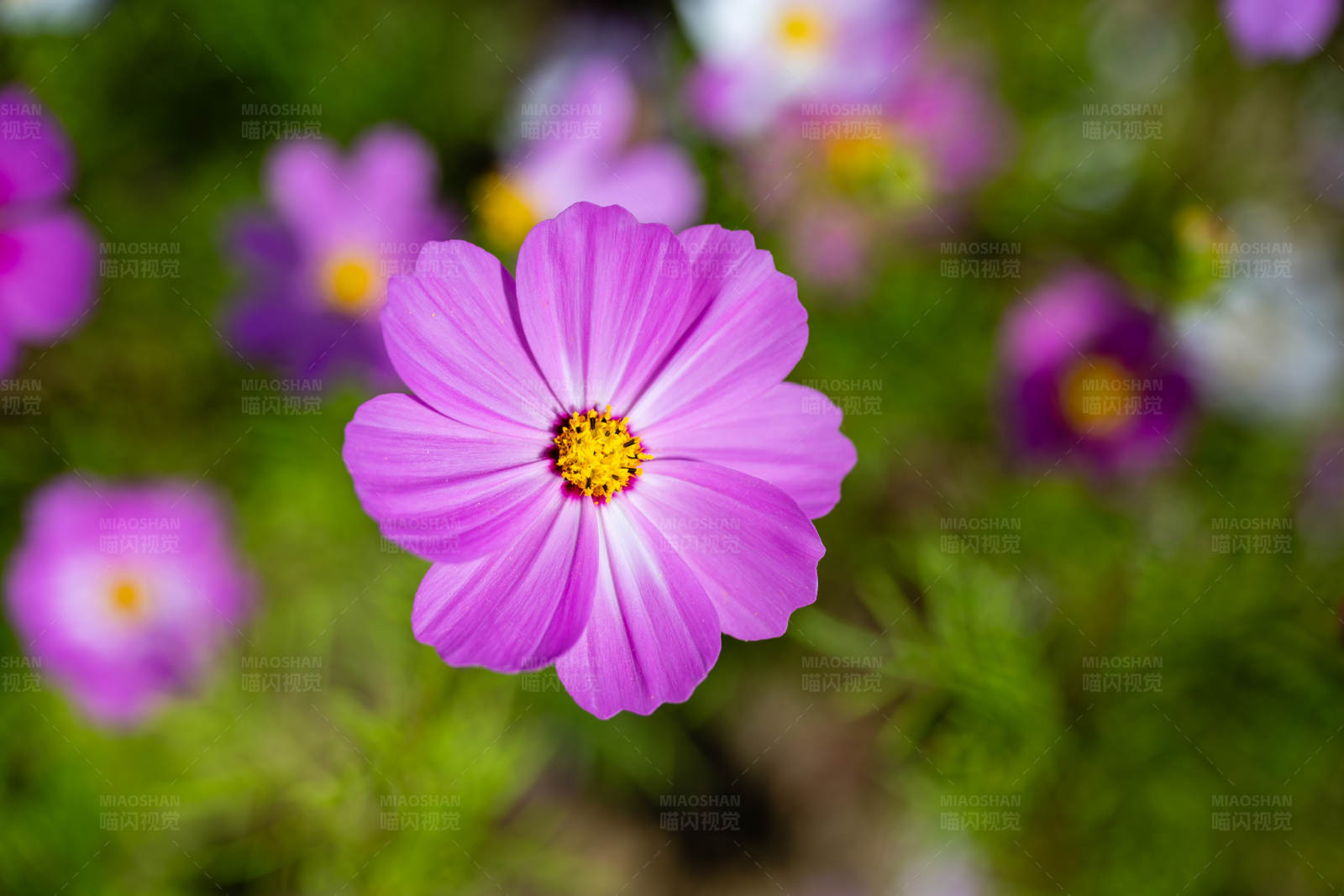 紫色花朵的特写图片