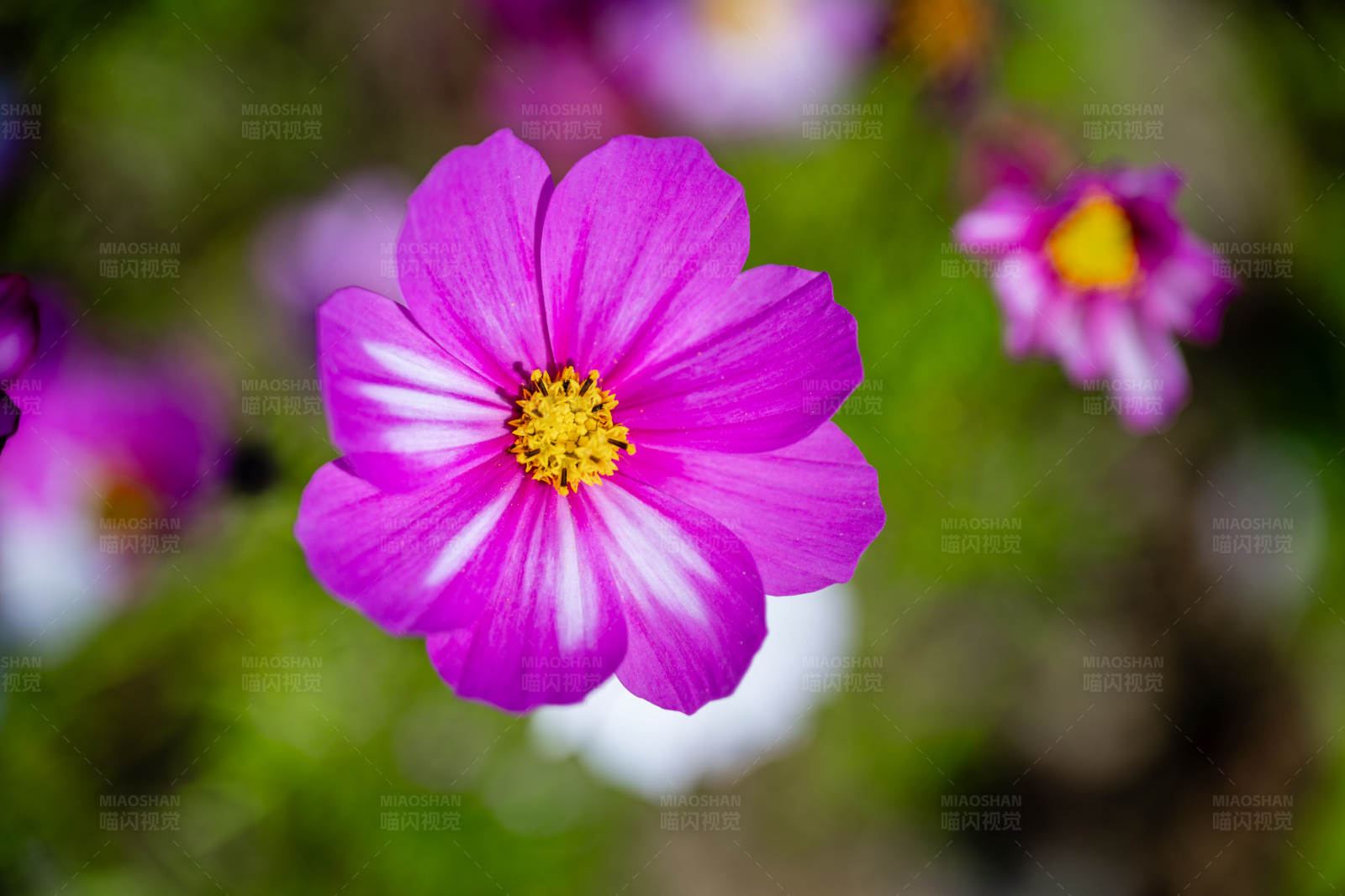 紫色花朵的特写图片