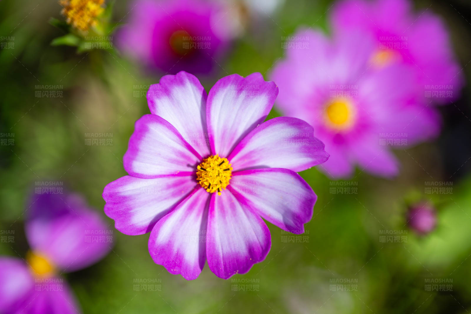 紫色花朵特写图片