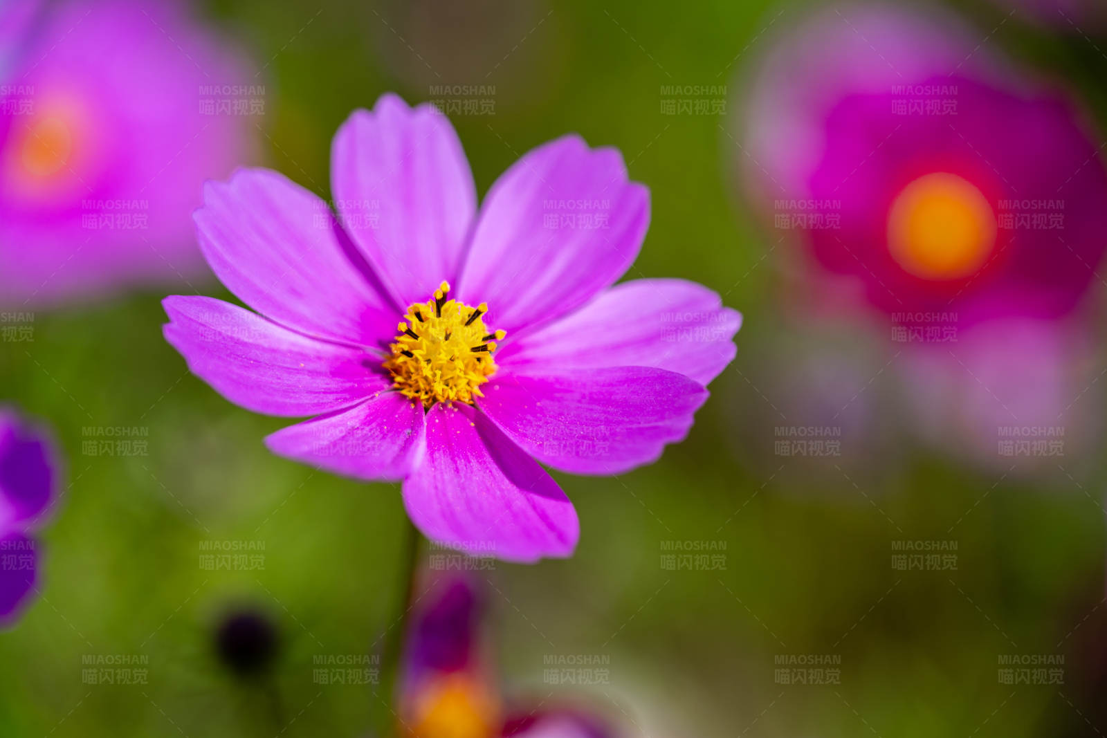 紫色花朵特写图片