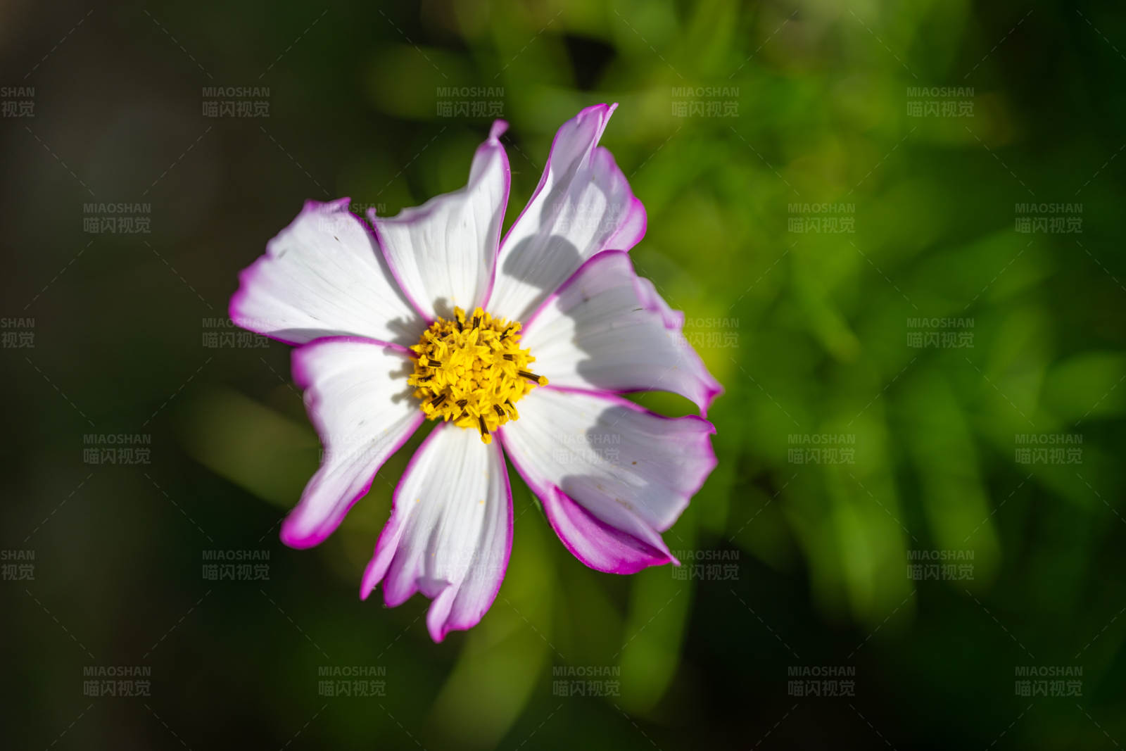 白色花朵 黄色花心图片