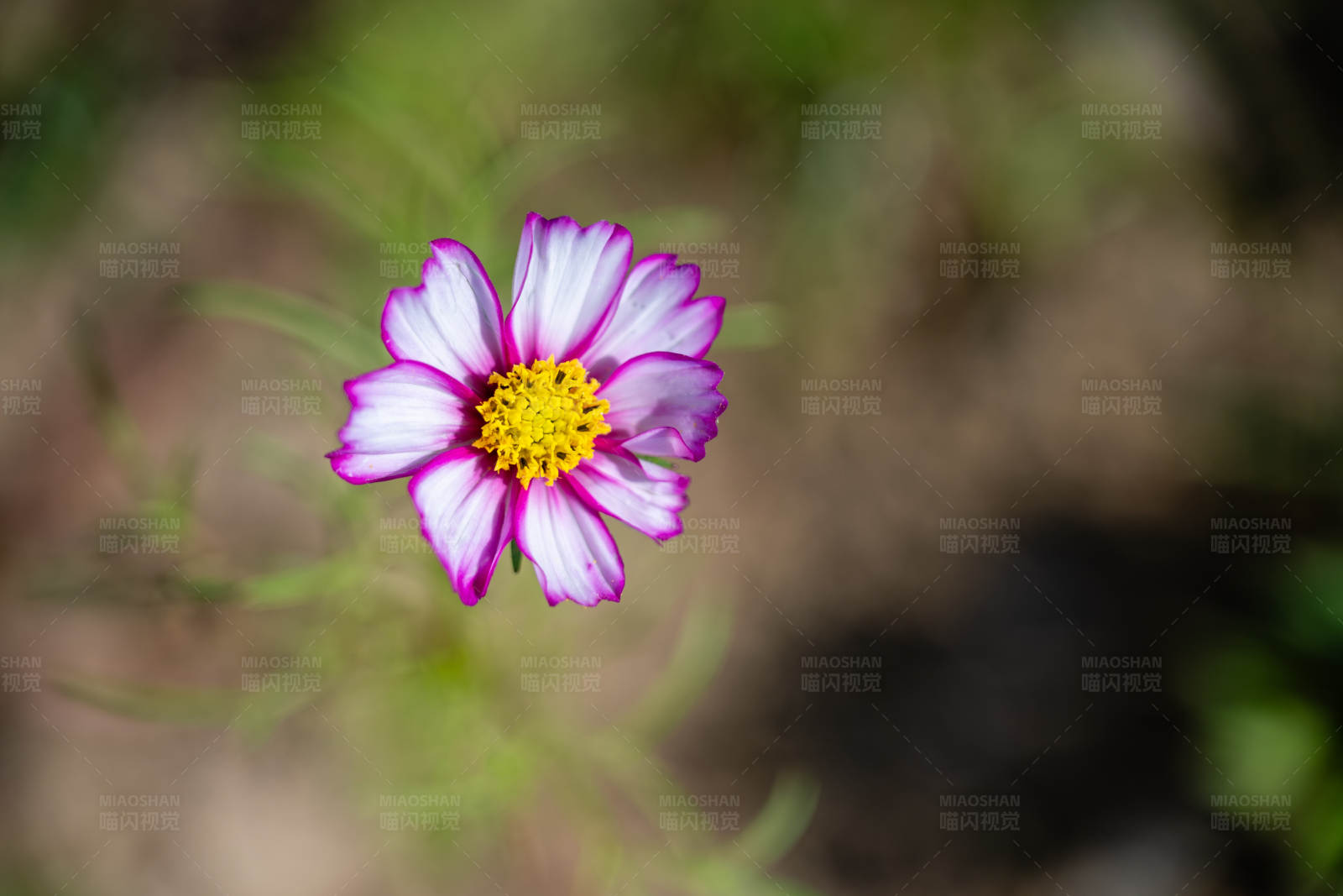 粉色花朵绽放图片