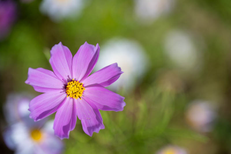 紫色花朵的特写图片