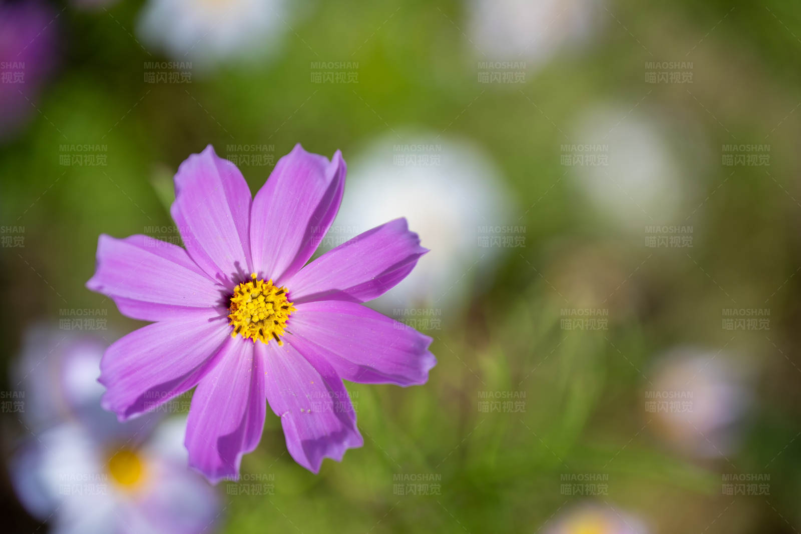 紫色花朵的特写图片