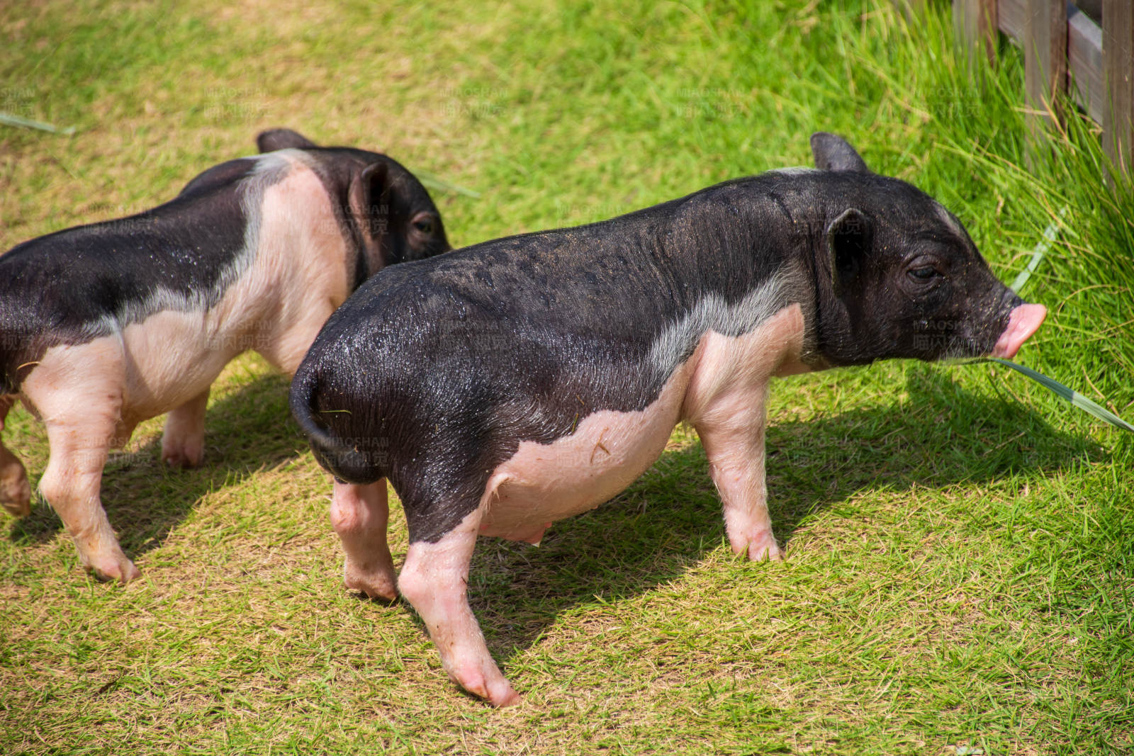 草地上两只小猪图片