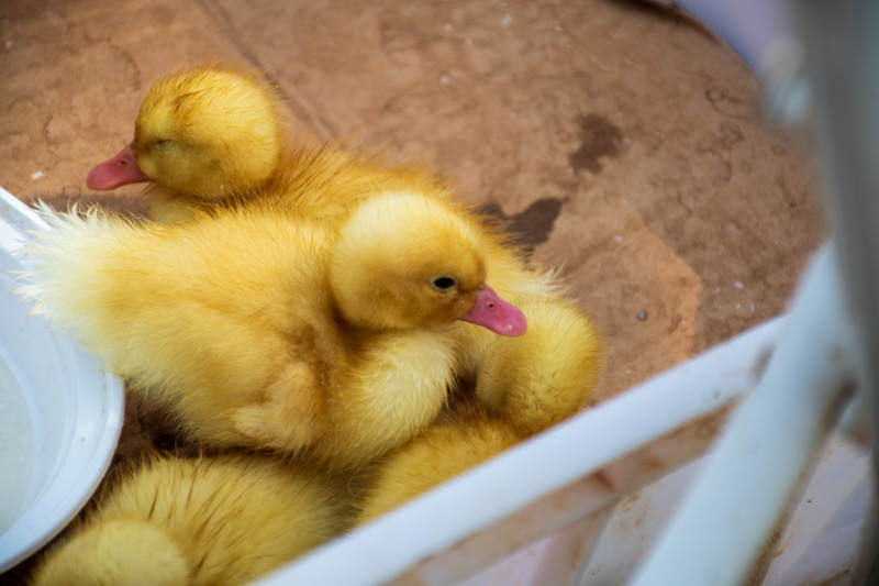 小黄鸭的温暖拥抱图片