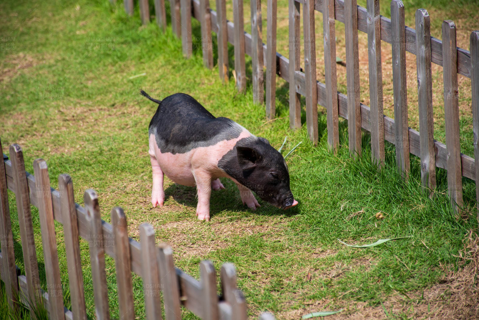 小猪在围栏里吃草图片