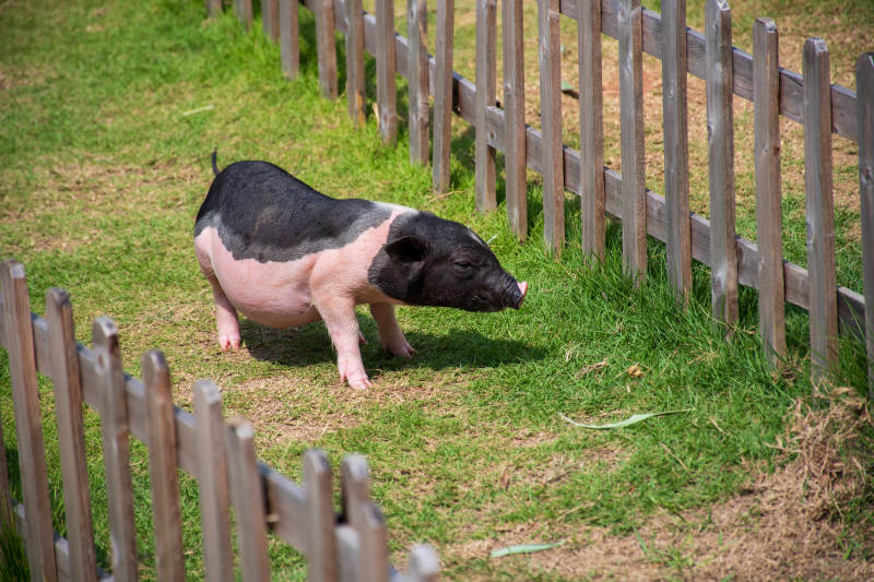 小猪在围栏边吃草图片