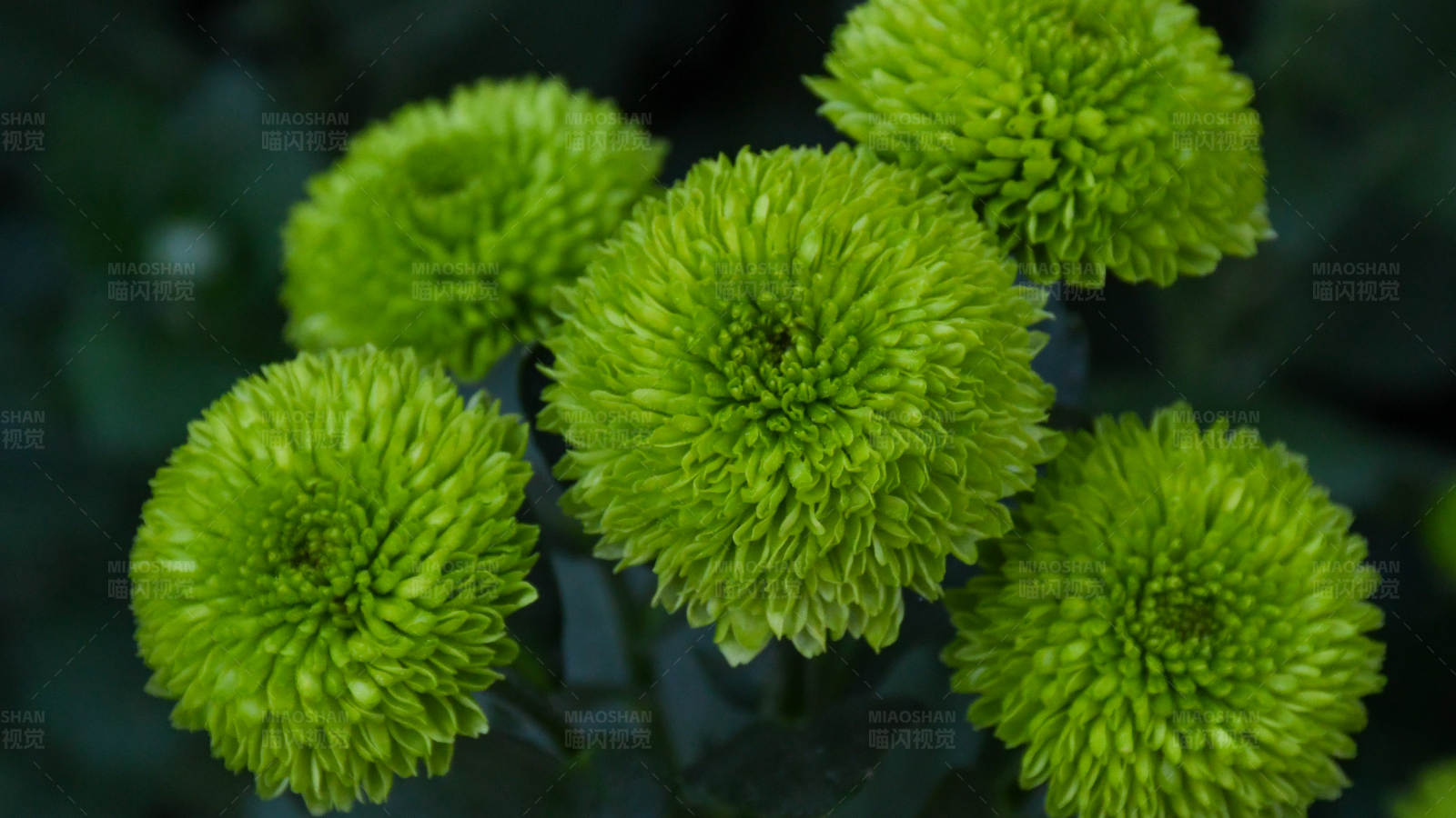 绿色菊花的美丽绽放图片