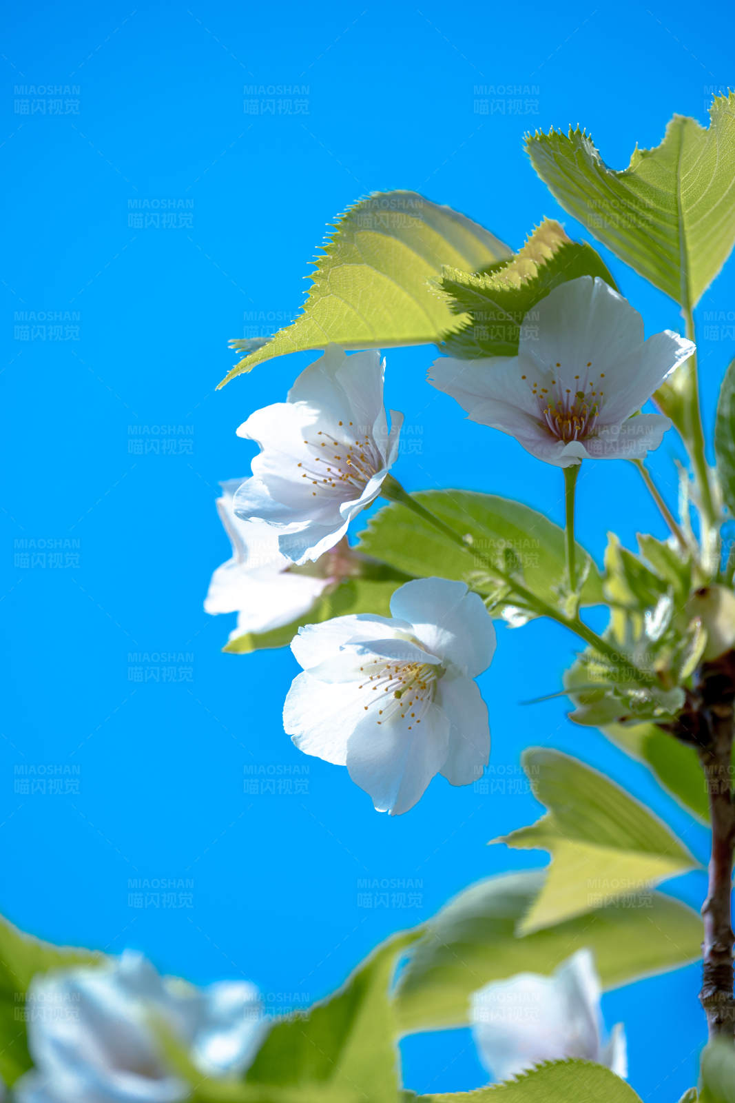 春日樱花绽放蓝天图片