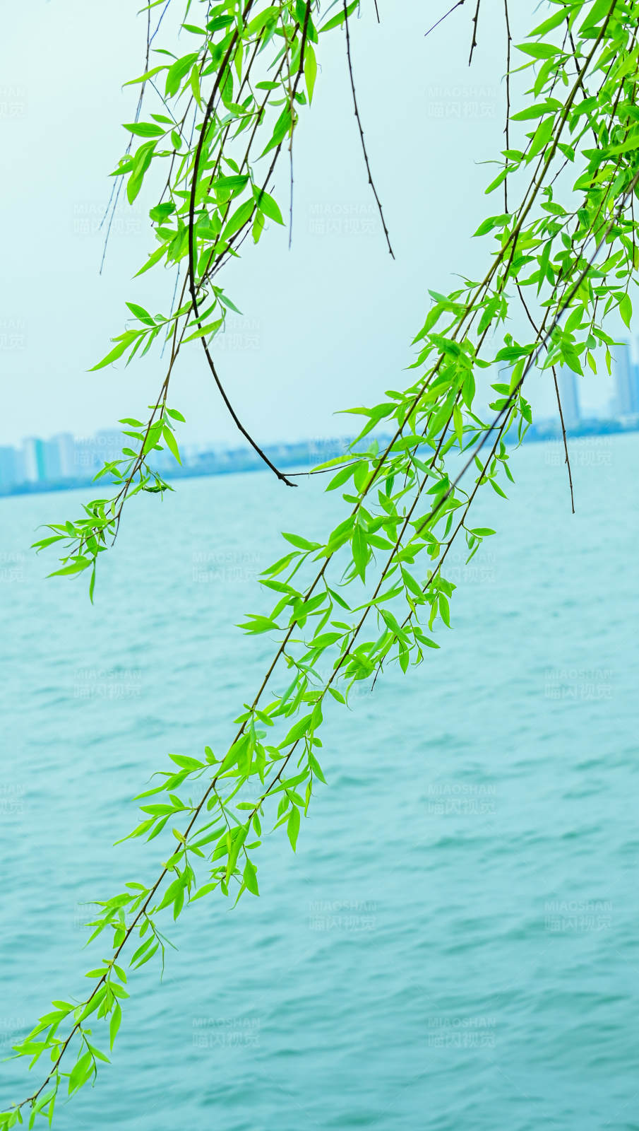 柳枝轻拂湖水图片