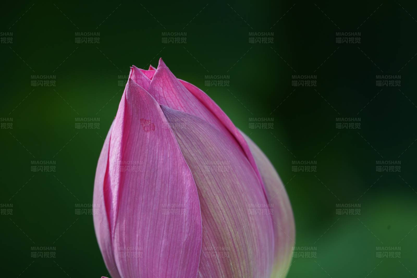 含苞待放的莲花图片