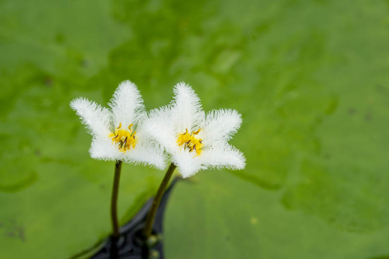 白绒花与绿叶图片