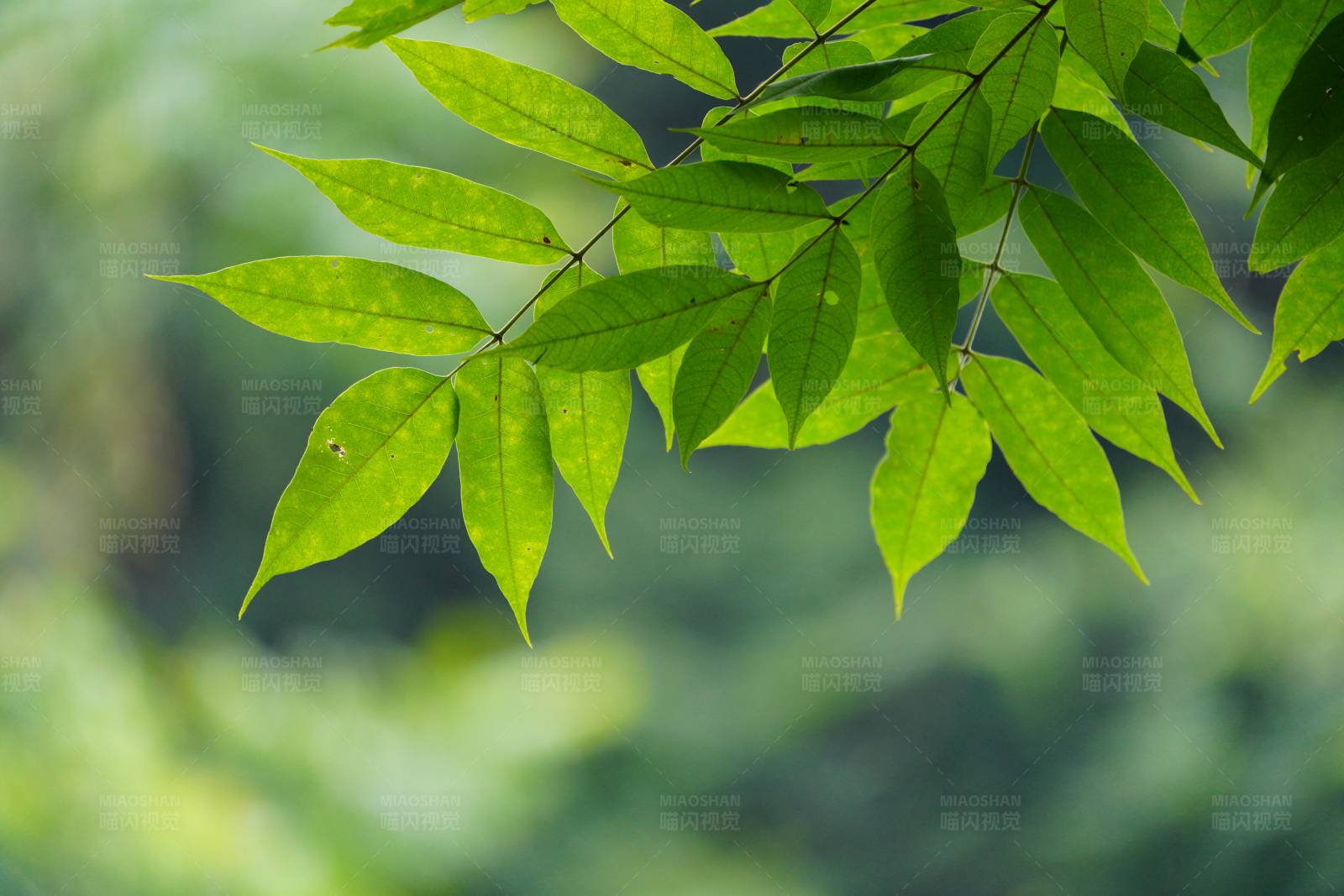 绿叶特写图片