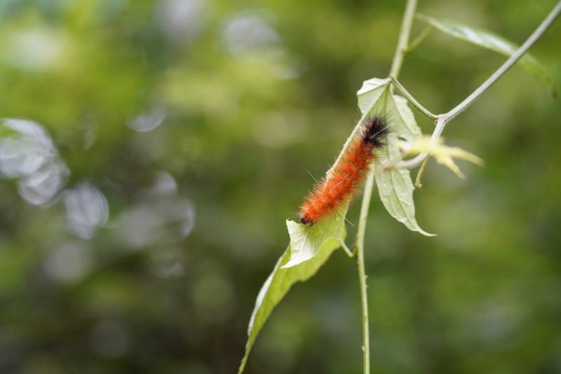 橙色毛虫攀爬绿叶图片