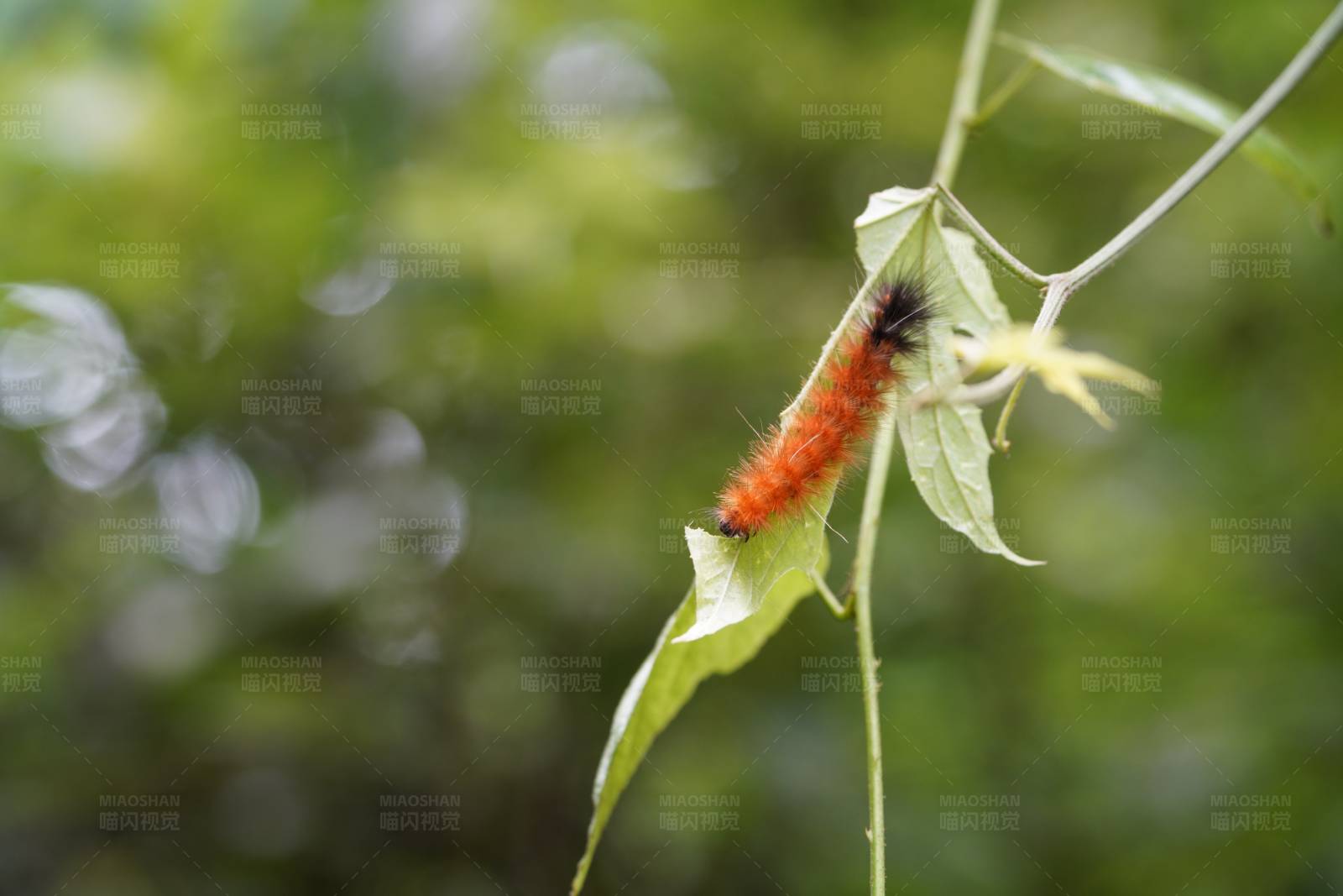 橙色毛虫攀爬绿叶图片