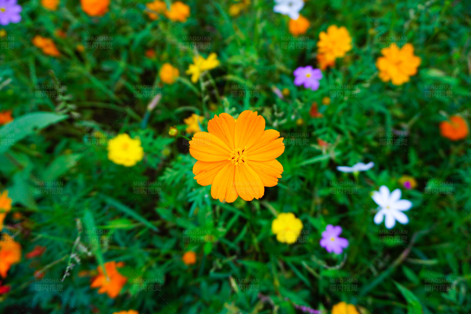 花海中的橙色花朵图片