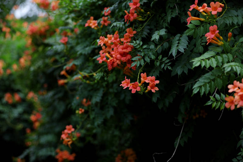 盛开的凌霄花墙图片