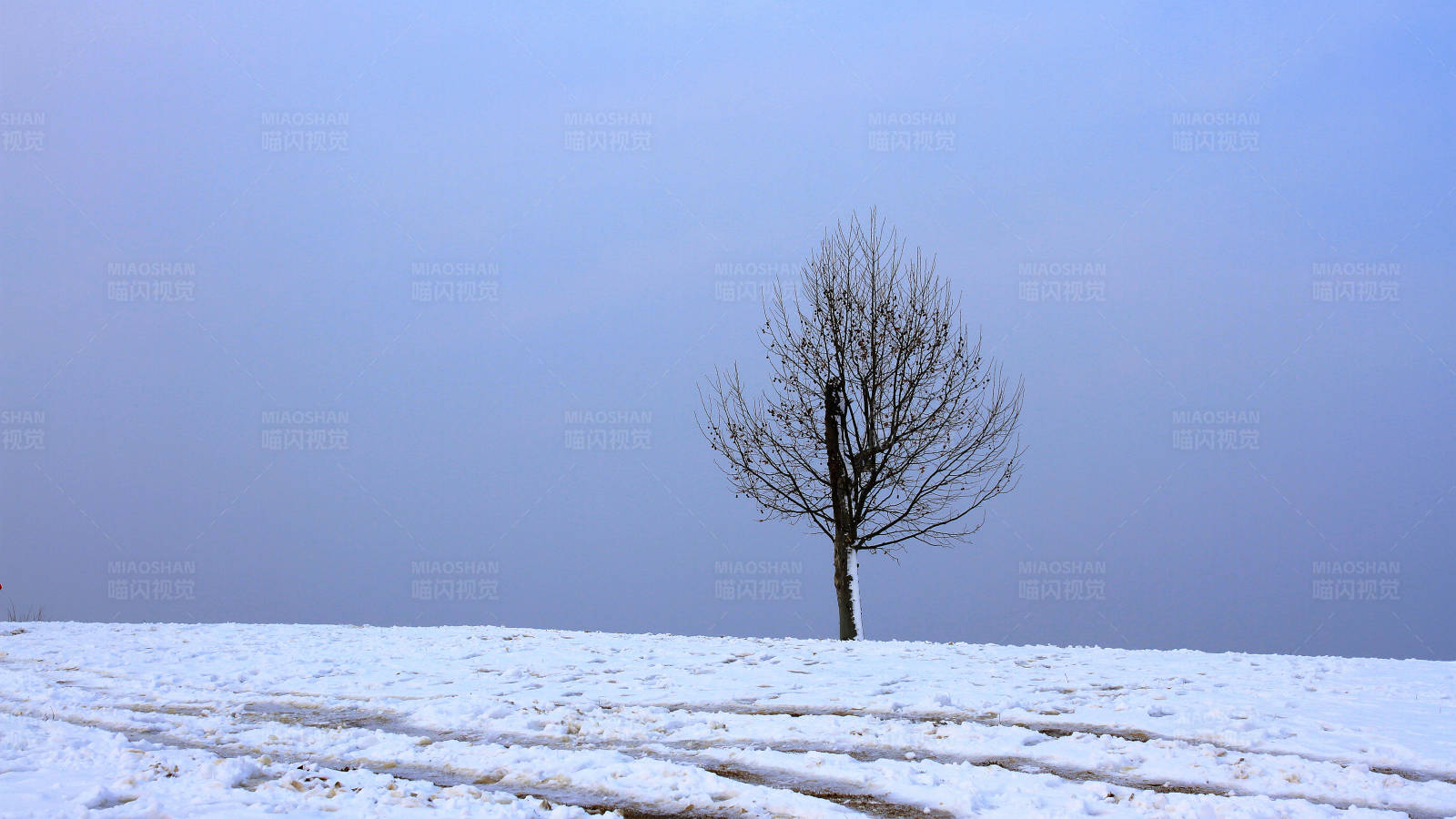 南京雪后孤独树图片