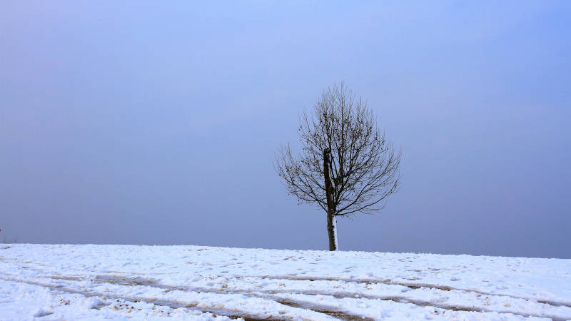 南京雪后孤独树图片