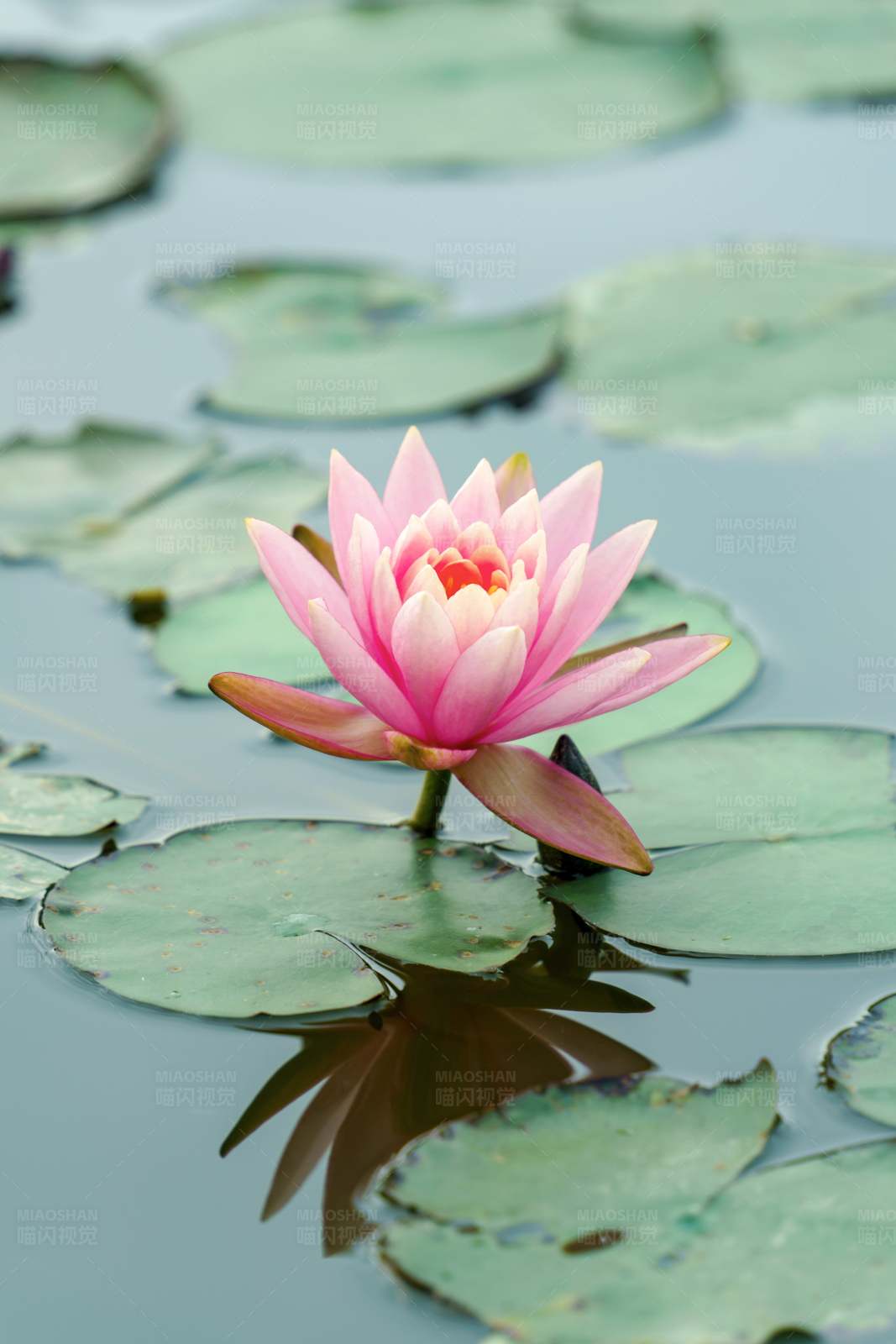 池中粉莲图片