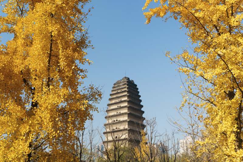 秋日西安小雁塔与银杏叶图片
