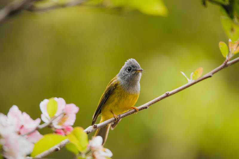 方尾鹟栖息在花枝上图片