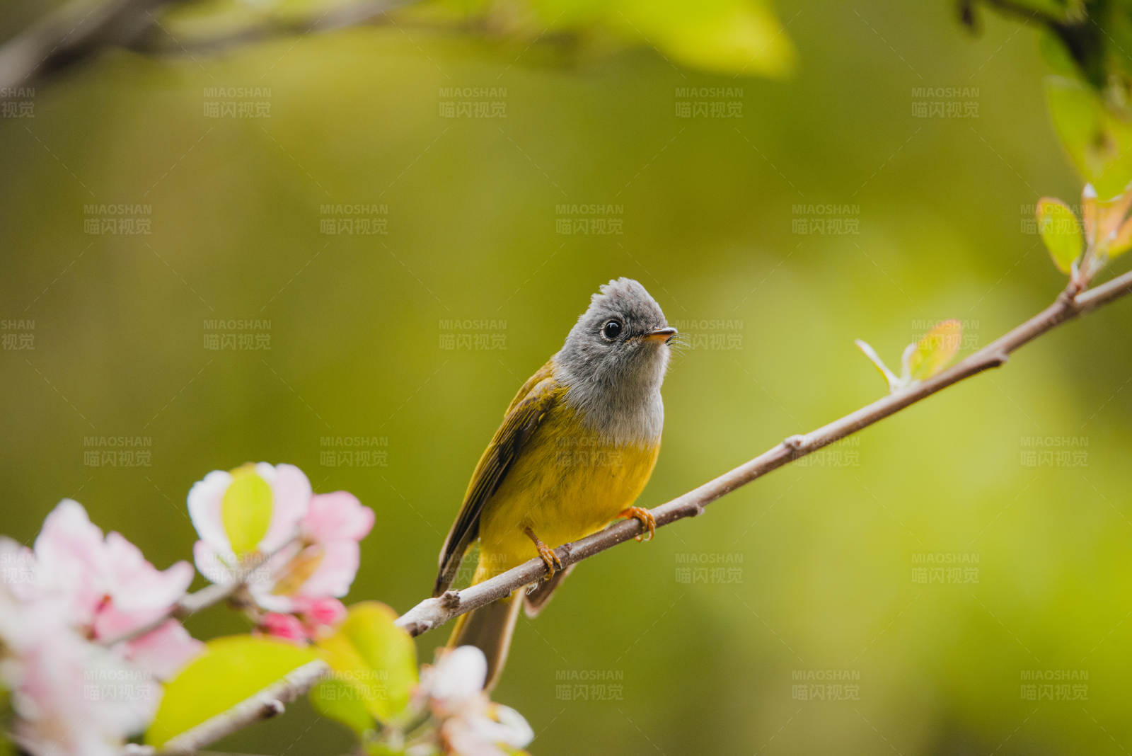 方尾鹟栖息在花枝上图片