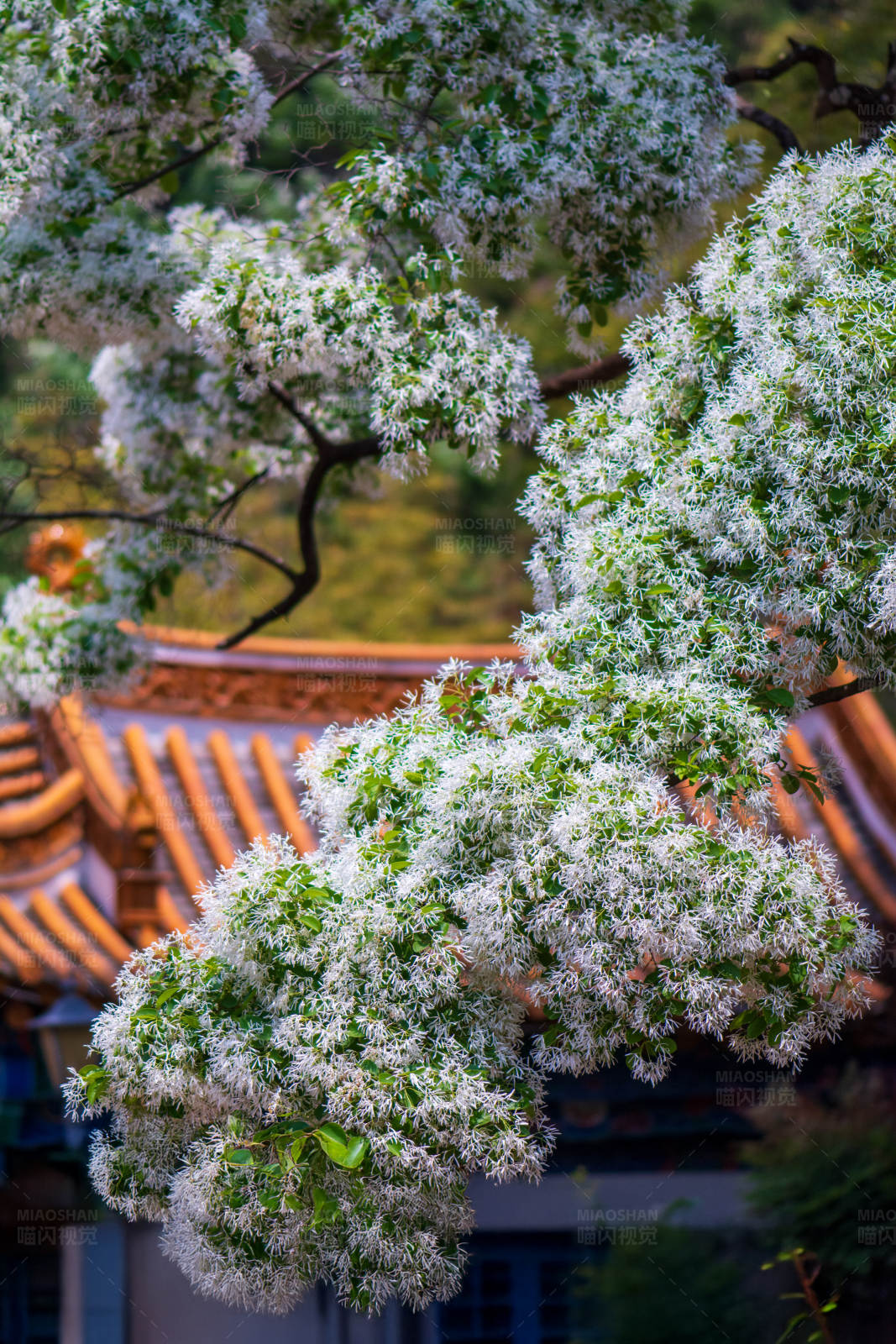 白花盛开在古建筑旁图片