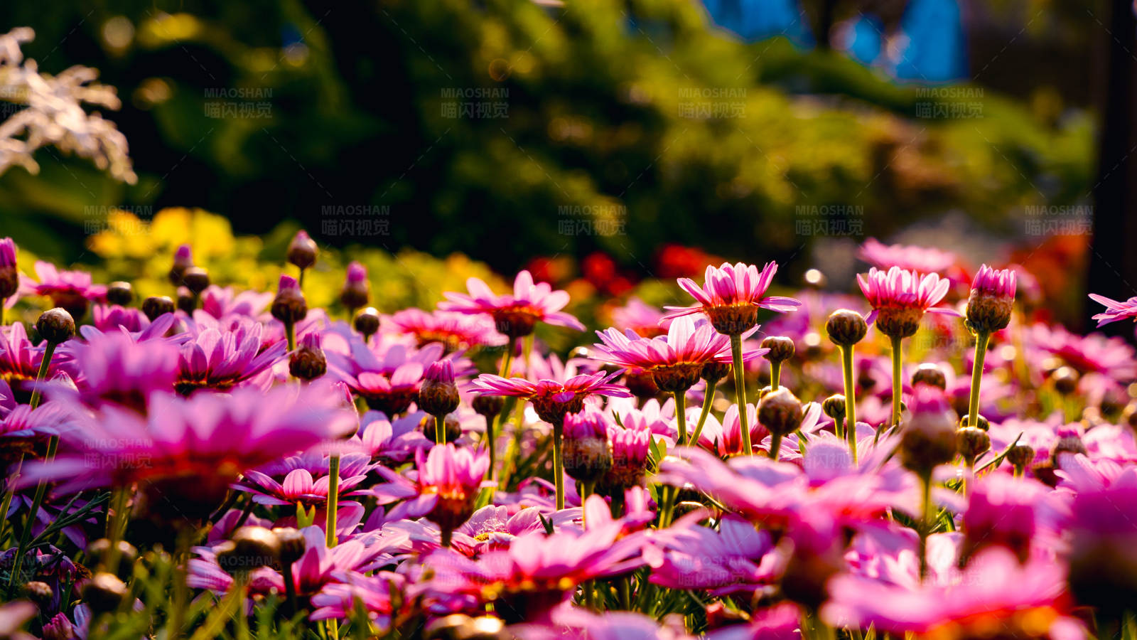 粉色雏菊花园图片