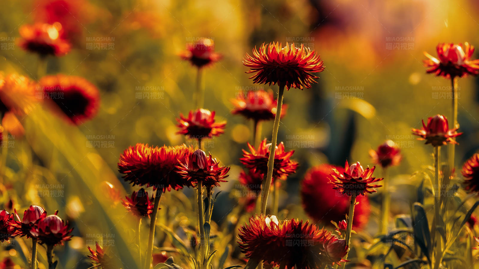夕阳下的红色花海图片