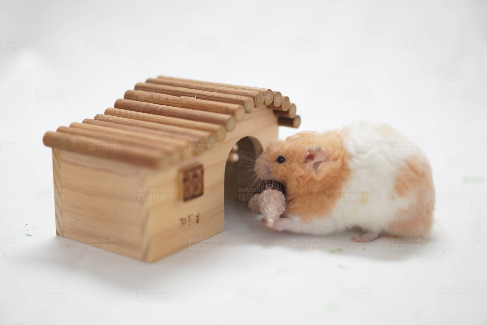 仓鼠与小木屋图片