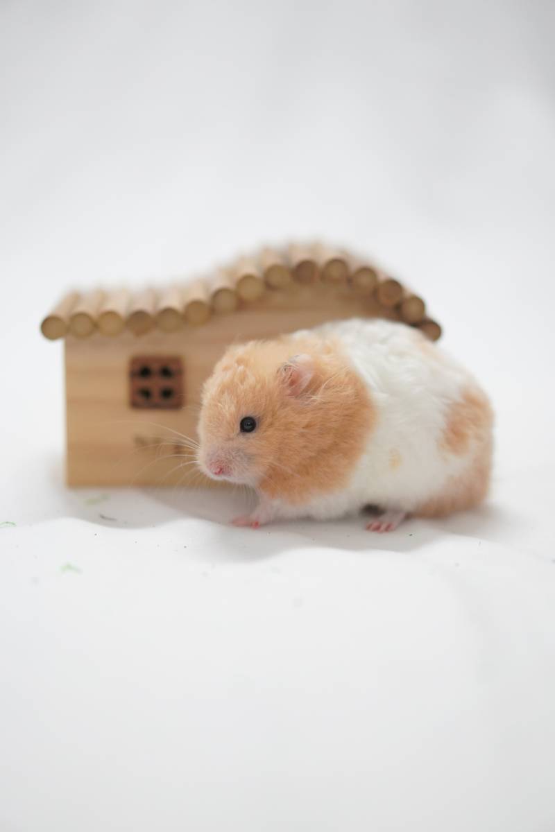 小仓鼠与它的木屋图片