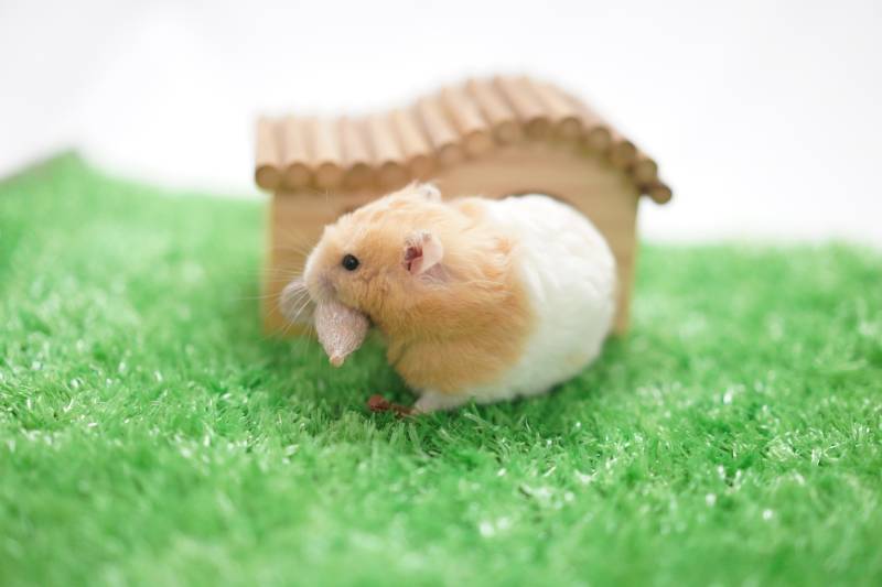 仓鼠的温馨小屋图片