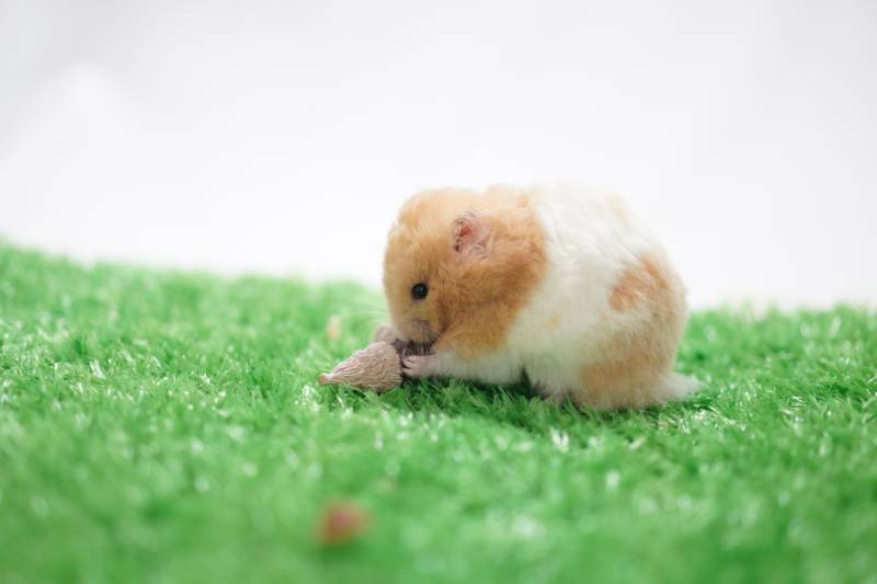 小仓鼠的美食时光图片