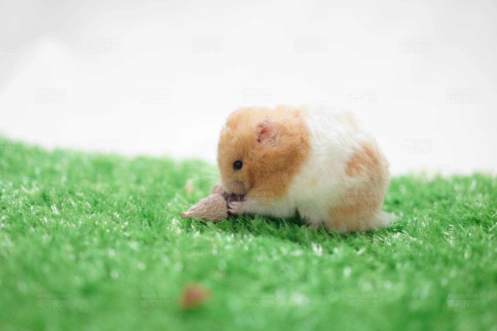 小仓鼠的美食时光图片