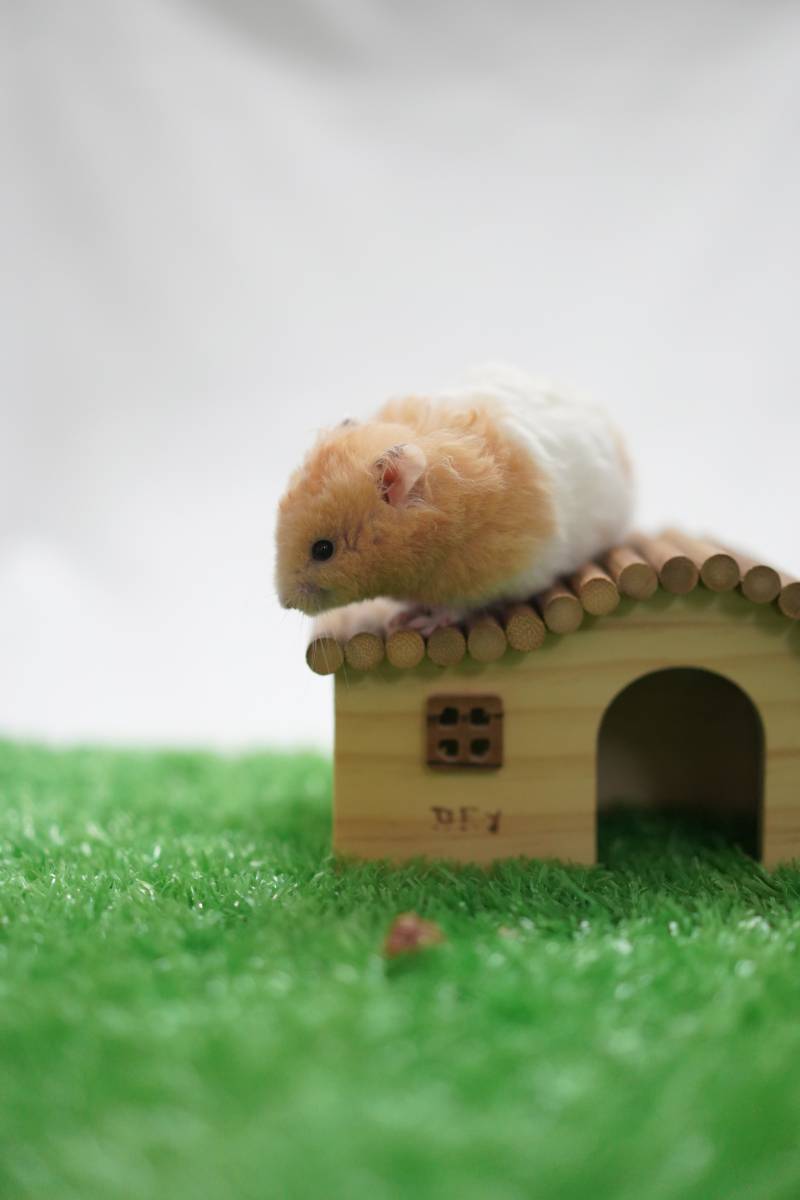 小屋上的可爱仓鼠图片