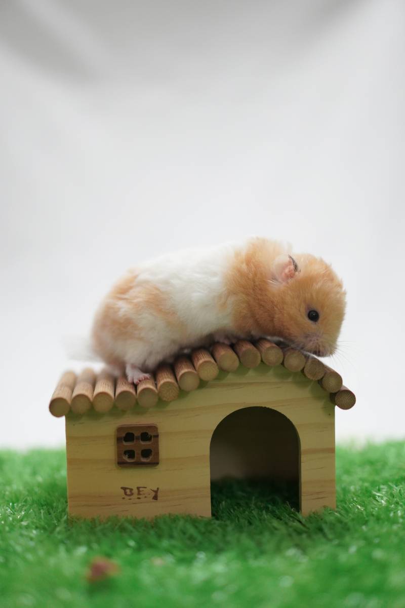 小仓鼠的屋顶休息时光图片