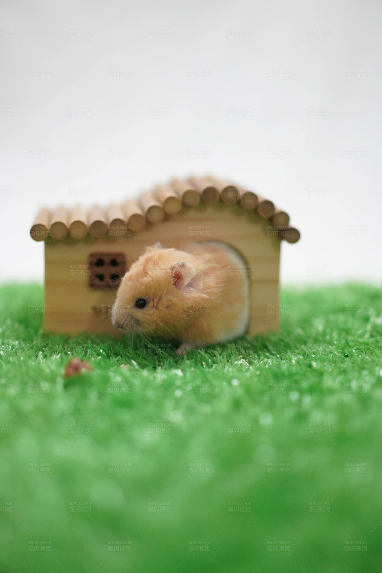 小鼠与它的木屋图片