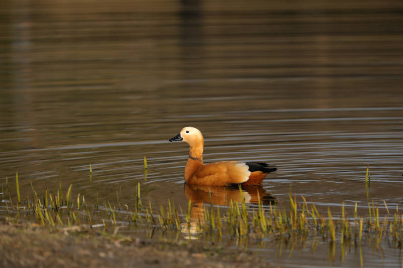 湖畔觅食的赤麻鸭图片