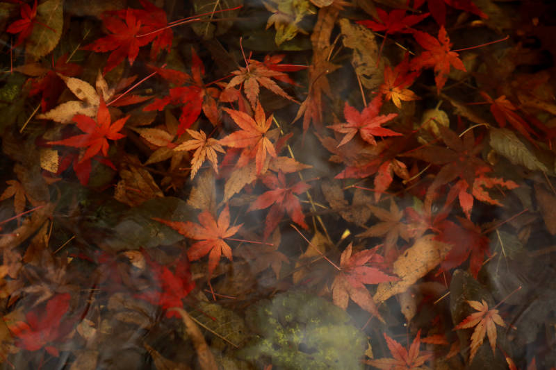 水底的五彩枫叶图片