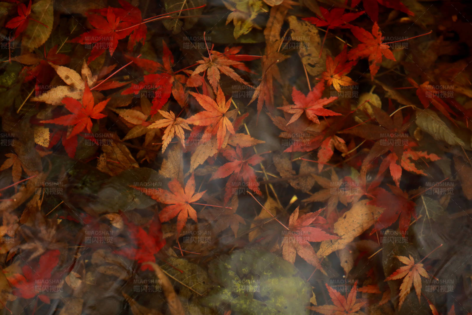 水底的五彩枫叶图片