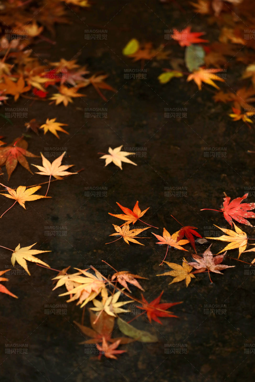 彩色枫叶飘落水面上图片