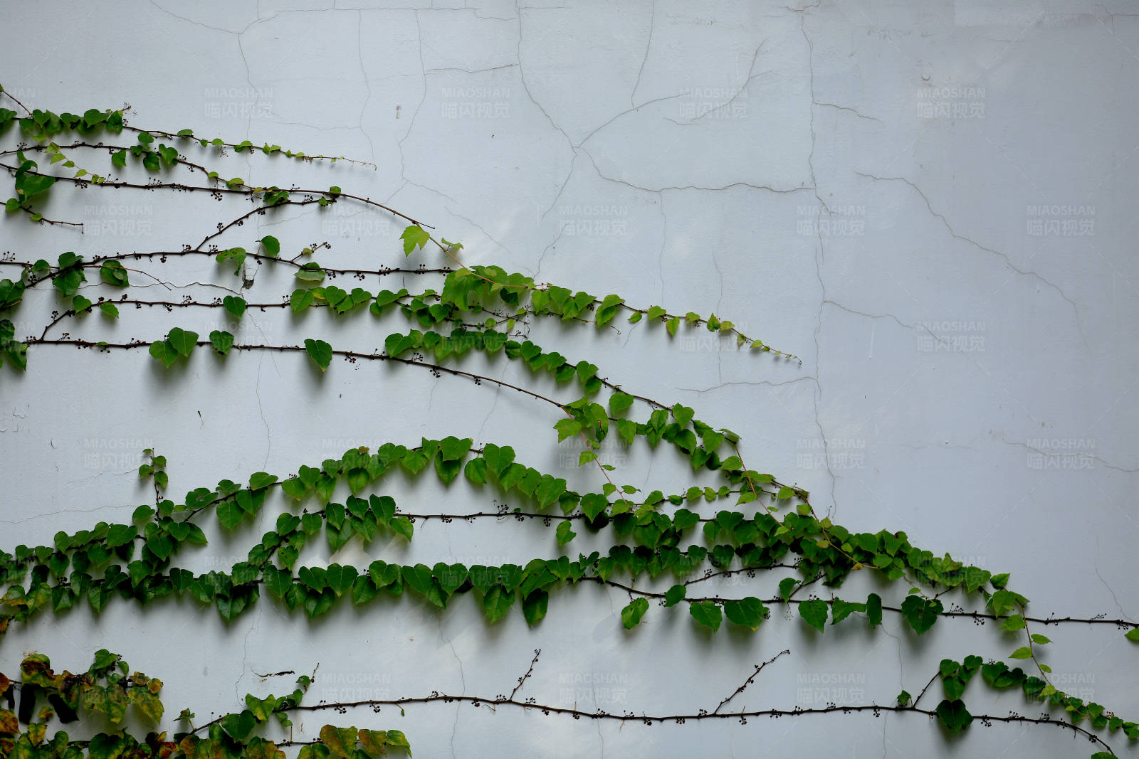 绿藤爬满白墙图片