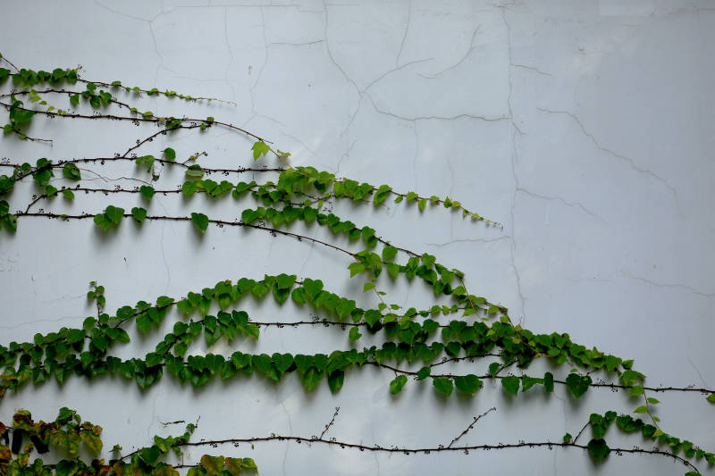 绿藤爬满白墙图片