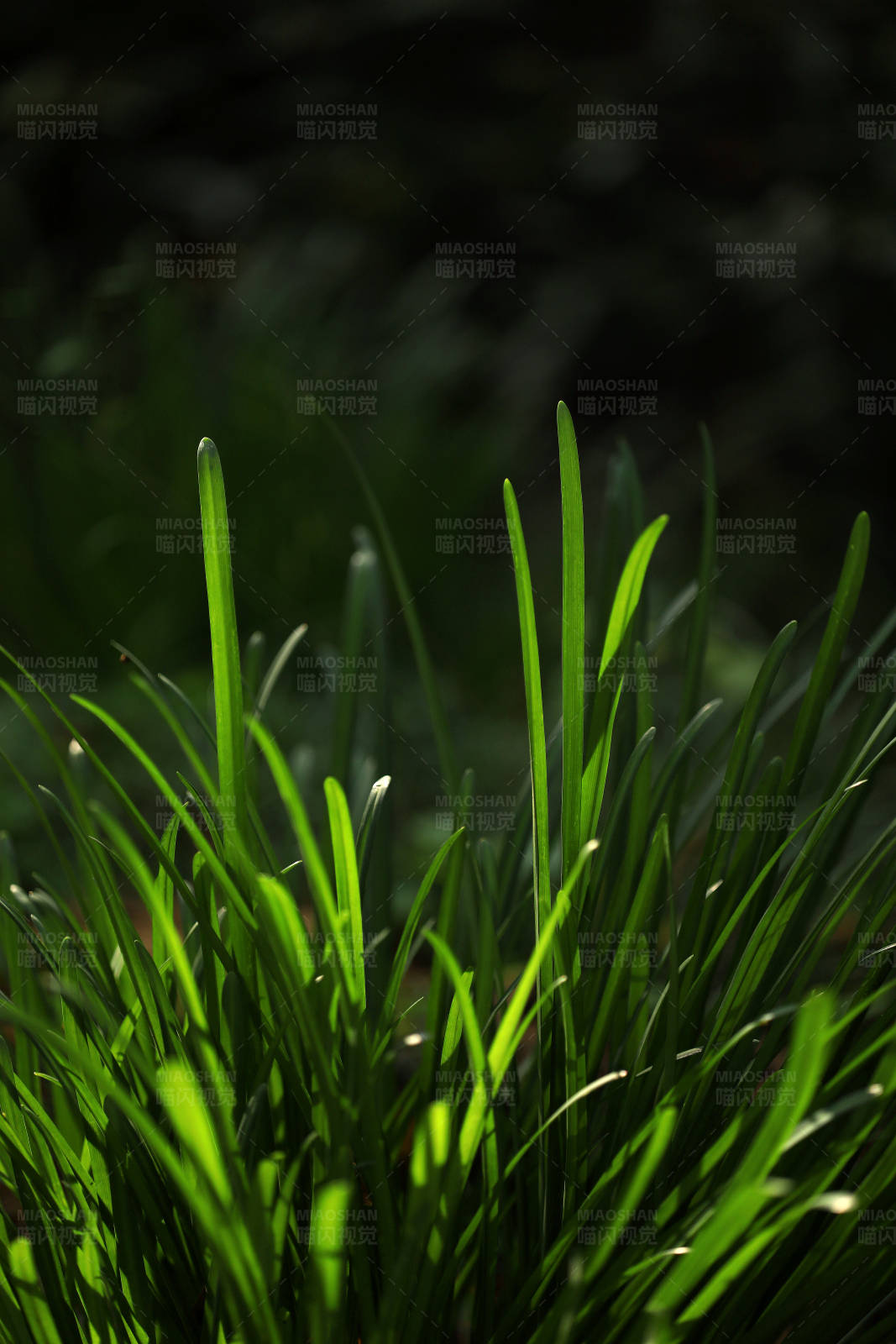 林间野草光影图片